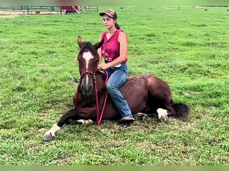 Mustang (amerikanisch) Wallach 2 Jahre 142 cm  in Franklin