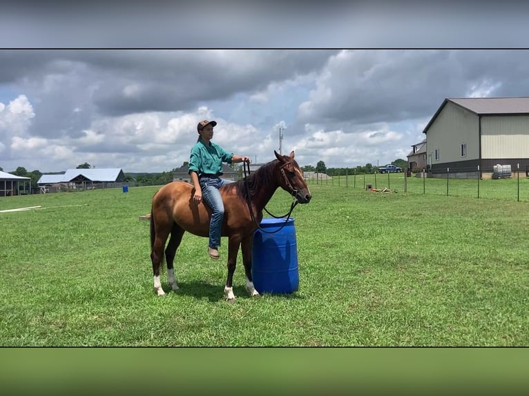 Mustang (amerikanisch) Wallach 2 Jahre 142 cm  in Franklin