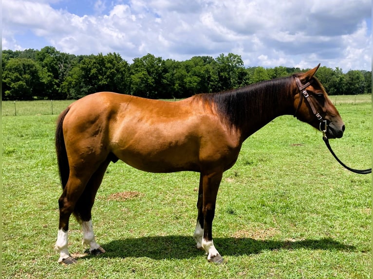 Mustang (amerikanisch) Wallach 2 Jahre 142 cm  in Franklin