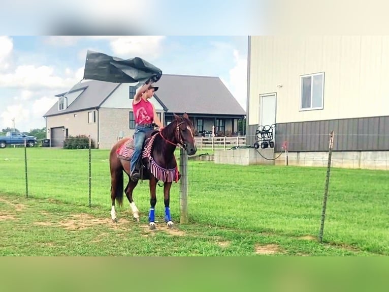 Mustang (amerikanisch) Wallach 2 Jahre 142 cm  in Franklin