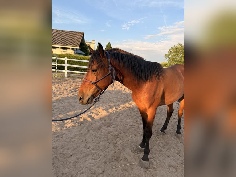Mustang (amerikanisch) Wallach 2 Jahre 145 cm Brauner in Eschbach