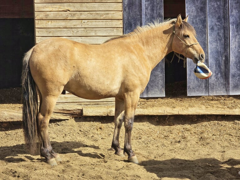 Mustang (amerikanisch) Wallach 2 Jahre 150 cm Falbe in Inari