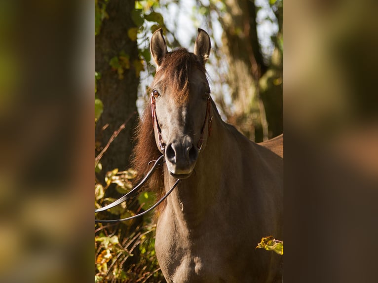 Mustang (amerikanisch) Mix Wallach 2 Jahre 158 cm Rappe in Bassum