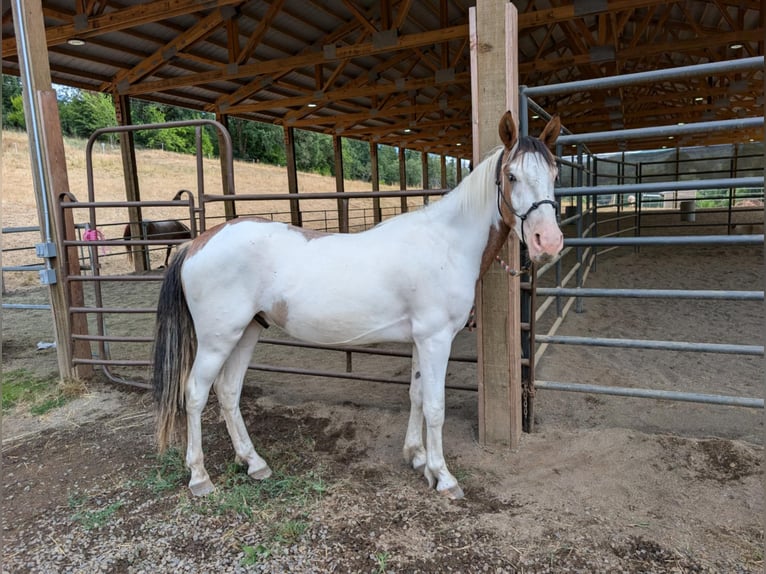 Mustang (amerikanisch) Wallach 2 Jahre Schecke in USA