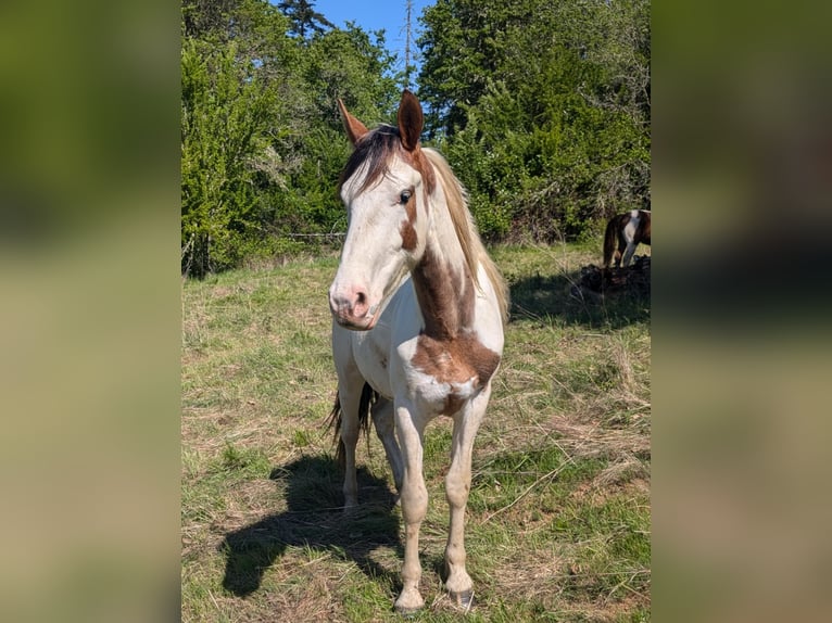 Mustang (amerikanisch) Wallach 2 Jahre Schecke in USA