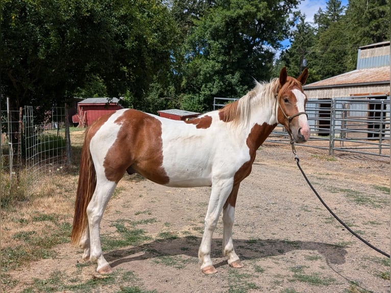 Mustang (amerikanisch) Wallach 2 Jahre Schecke in USA