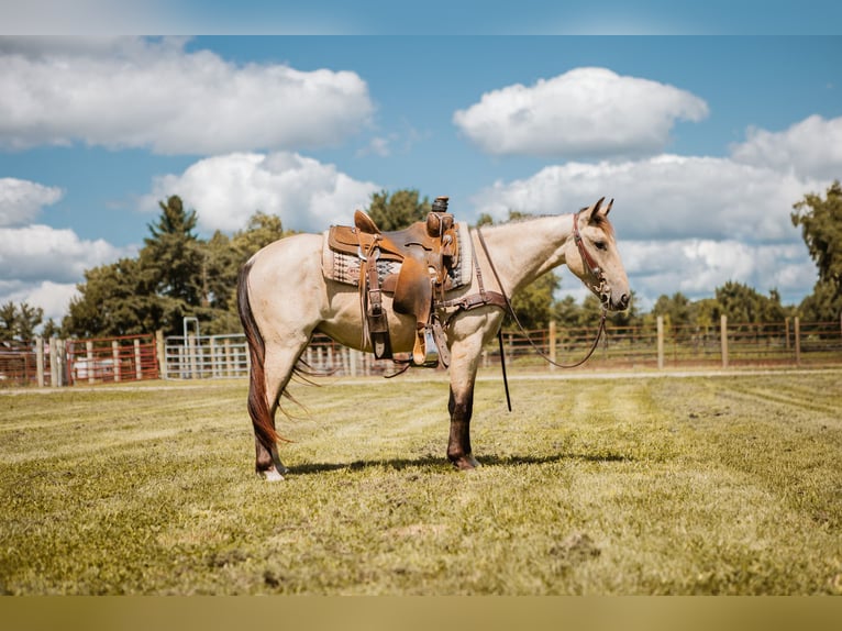 Mustang (amerikanisch) Wallach 3 Jahre 137 cm Buckskin in North Judson