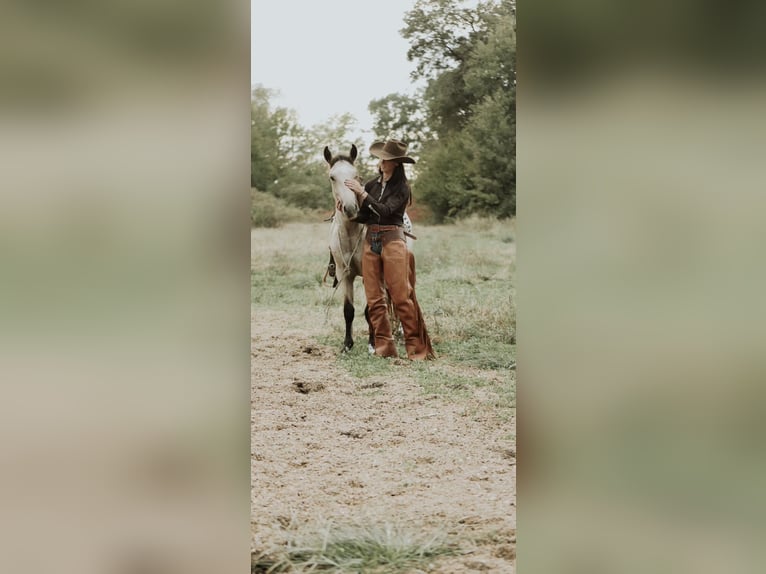 Mustang (amerikanisch) Wallach 3 Jahre 137 cm Buckskin in North Judson