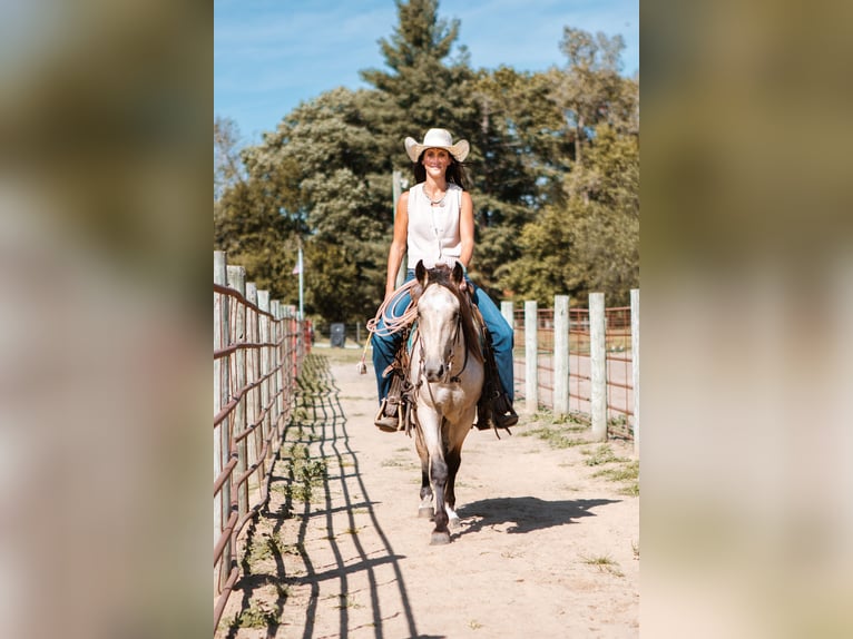 Mustang (amerikanisch) Wallach 3 Jahre 137 cm Buckskin in North Judson