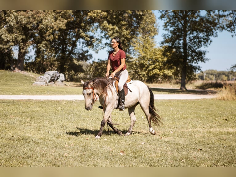 Mustang (amerikanisch) Wallach 3 Jahre 137 cm Buckskin in North Judson