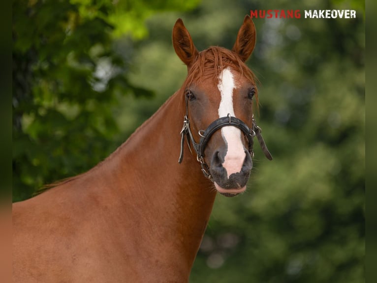 Mustang (amerikanisch) Wallach 3 Jahre 143 cm Fuchs in Borken