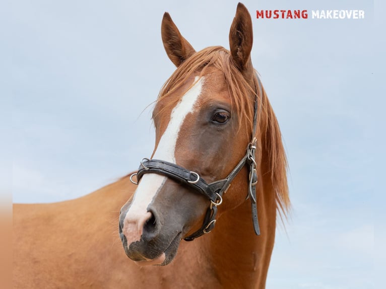 Mustang (amerikanisch) Wallach 3 Jahre 143 cm Fuchs in Borken
