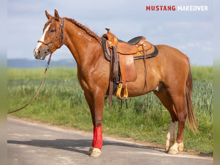 Mustang (amerikanisch) Wallach 3 Jahre 143 cm Fuchs in Borken