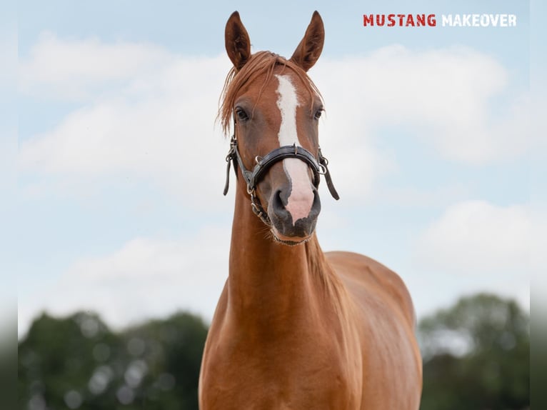 Mustang (amerikanisch) Wallach 3 Jahre 143 cm Fuchs in Borken