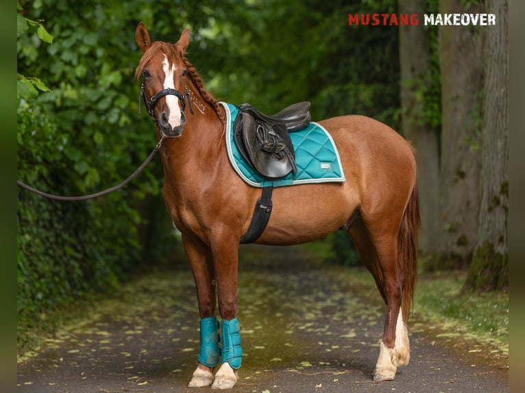 Mustang (amerikanisch) Wallach 3 Jahre 143 cm Fuchs in Borken