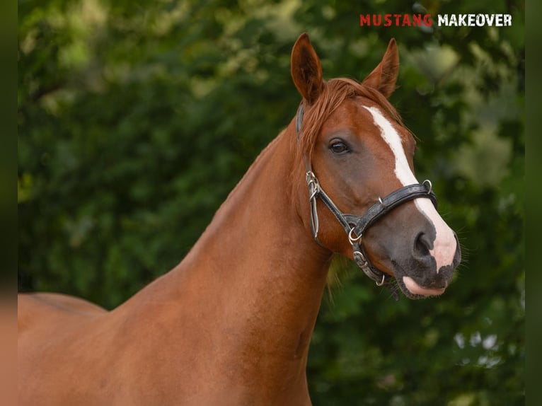 Mustang (amerikanisch) Wallach 3 Jahre 143 cm Fuchs in Borken