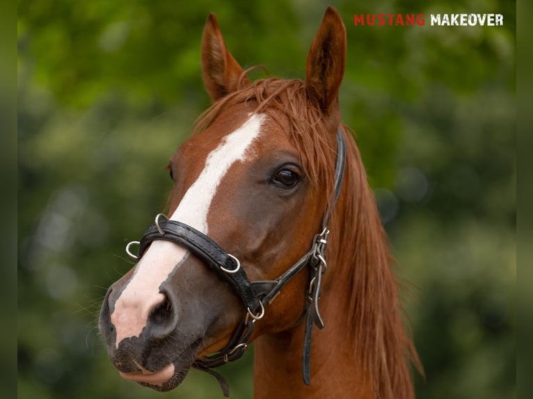 Mustang (amerikanisch) Wallach 3 Jahre 143 cm Fuchs in Borken