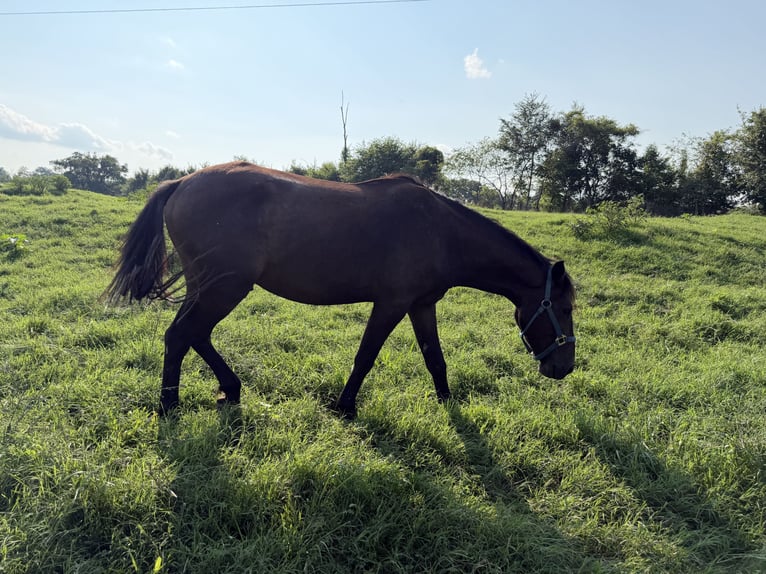 Mustang (amerikanisch) Wallach 3 Jahre Rappe in Mosheim Tennessee