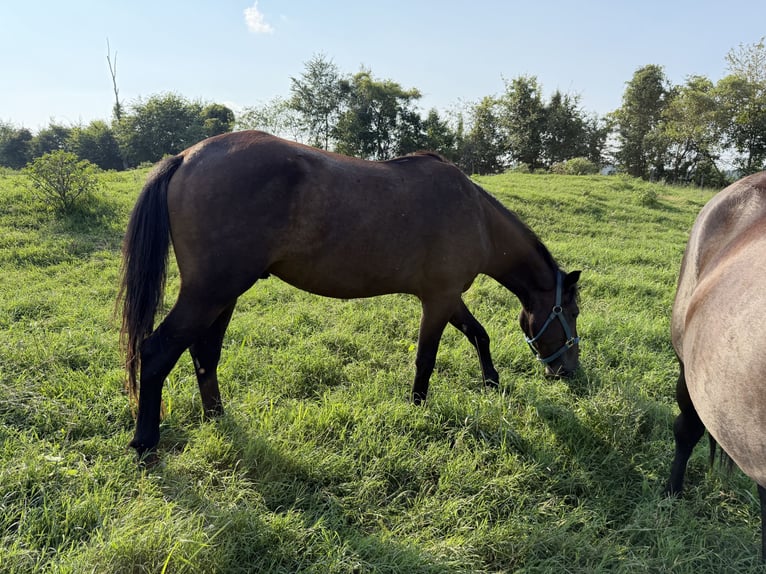 Mustang (amerikanisch) Wallach 3 Jahre Rappe in Mosheim Tennessee