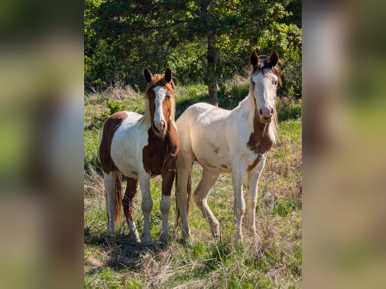 Mustang (amerikanisch) Wallach 3 Jahre Schecke in USA