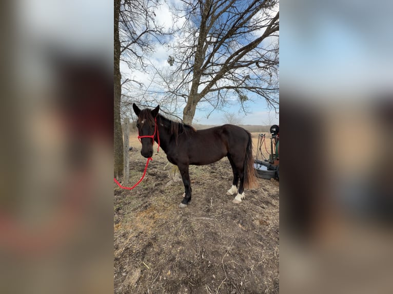 Mustang (amerikanisch) Wallach 4 Jahre 142 cm Rappe in Italy Texas