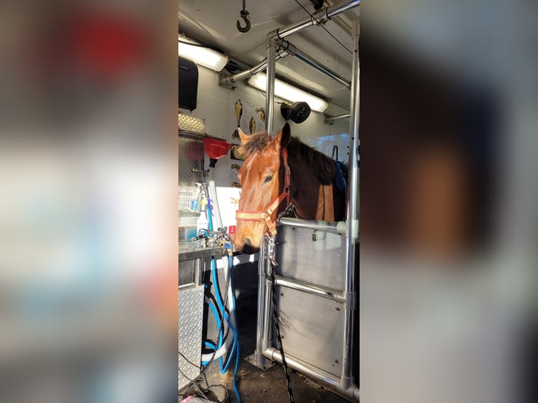 Mustang (amerikanisch) Wallach 4 Jahre 142 cm Rotbrauner in Tampa