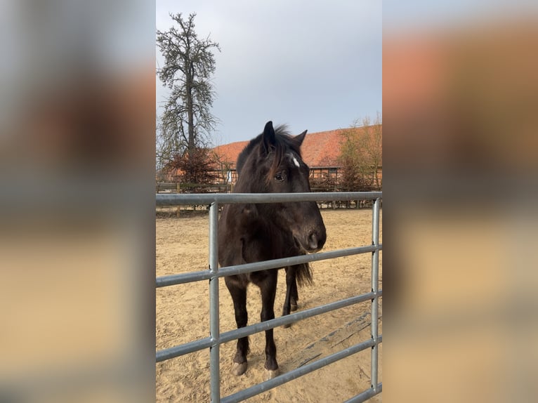 Mustang (amerikanisch) Wallach 4 Jahre 145 cm  in Salzgitter Drütte