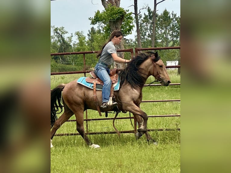 Mustang (amerikanisch) Wallach 4 Jahre 147 cm Buckskin in Georgia