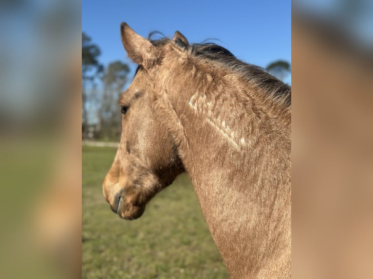 Mustang (amerikanisch) Wallach 4 Jahre 147 cm Buckskin in Georgia