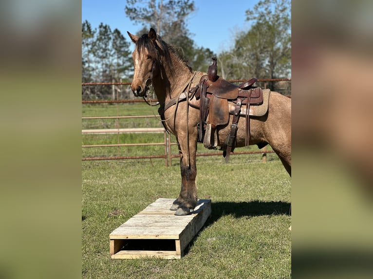 Mustang (amerikanisch) Wallach 4 Jahre 147 cm Buckskin in Georgia