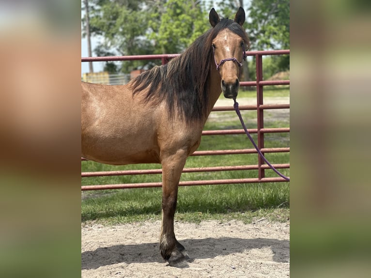 Mustang (amerikanisch) Wallach 4 Jahre 147 cm Buckskin in Georgia