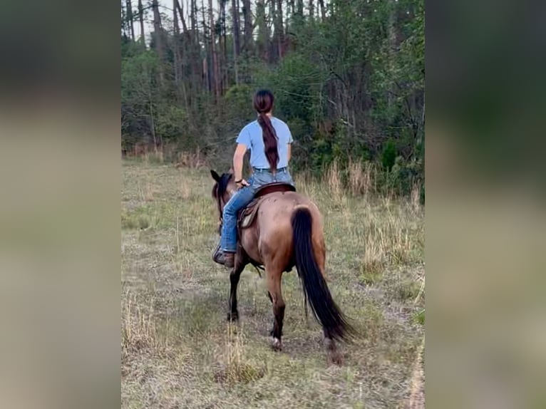 Mustang (amerikanisch) Wallach 4 Jahre 147 cm Buckskin in Georgia