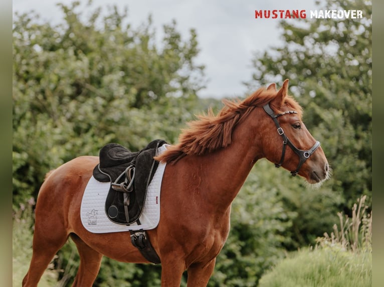 Mustang (amerikanisch) Wallach 4 Jahre 150 cm Fuchs in B&#xF8;rkop