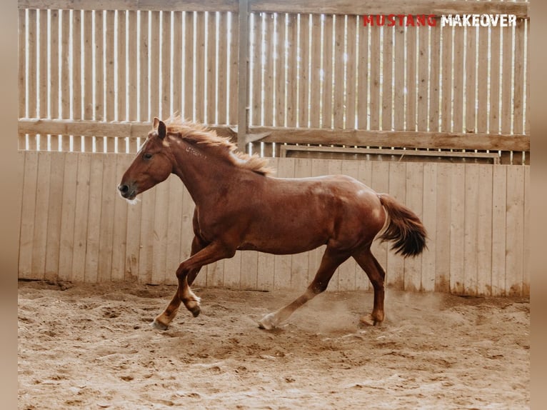 Mustang (amerikanisch) Wallach 4 Jahre 150 cm Fuchs in B&#xF8;rkop