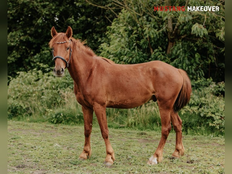 Mustang (amerikanisch) Wallach 4 Jahre 150 cm Fuchs in B&#xF8;rkop