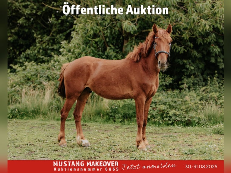 Mustang (amerikanisch) Wallach 4 Jahre 150 cm Fuchs in B&#xF8;rkop