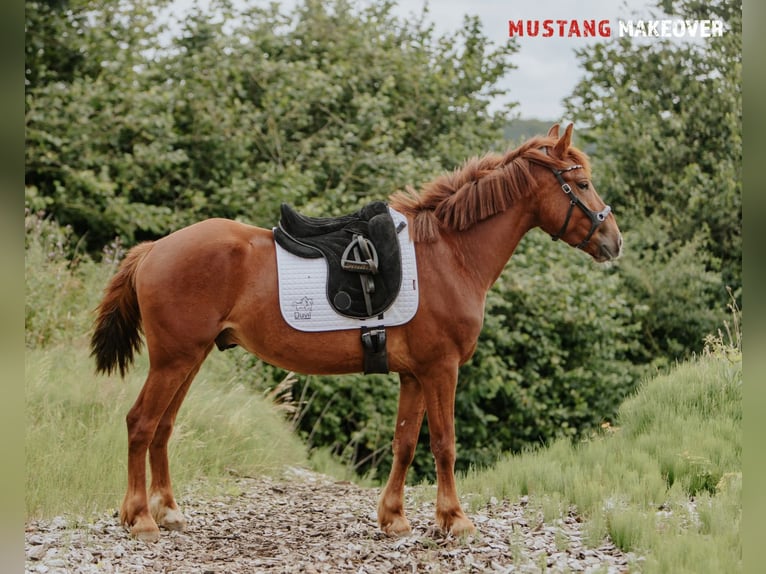 Mustang (amerikanisch) Wallach 4 Jahre 150 cm Fuchs in B&#xF8;rkop