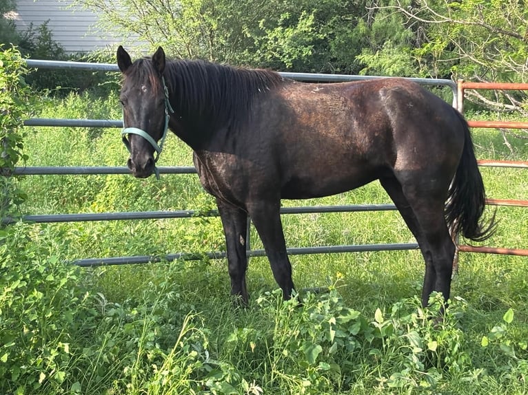 Mustang (amerikanisch) Wallach 4 Jahre 150 cm Rappe in 000