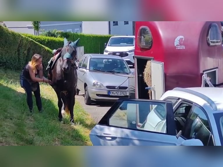 Mustang (amerikanisch) Wallach 4 Jahre 150 cm Rappe in Welver