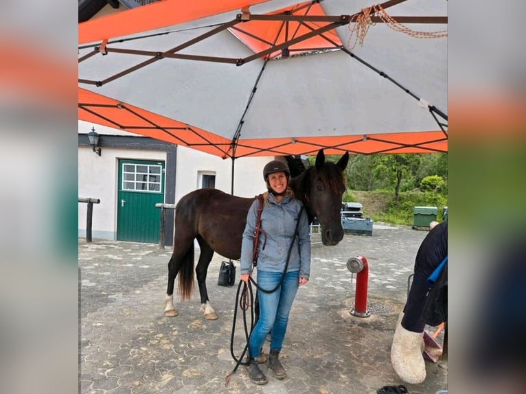 Mustang (amerikanisch) Wallach 4 Jahre 150 cm Rappe in Welver