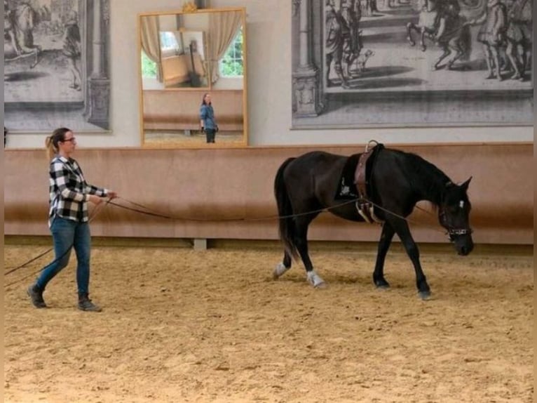 Mustang (amerikanisch) Wallach 4 Jahre 150 cm Rappe in Welver
