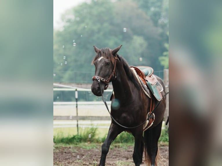 Mustang (amerikanisch) Wallach 4 Jahre 150 cm Rappe in Welver