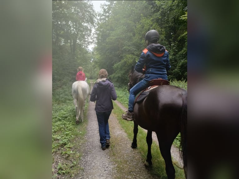 Mustang (amerikanisch) Wallach 4 Jahre 150 cm Rappe in Welver