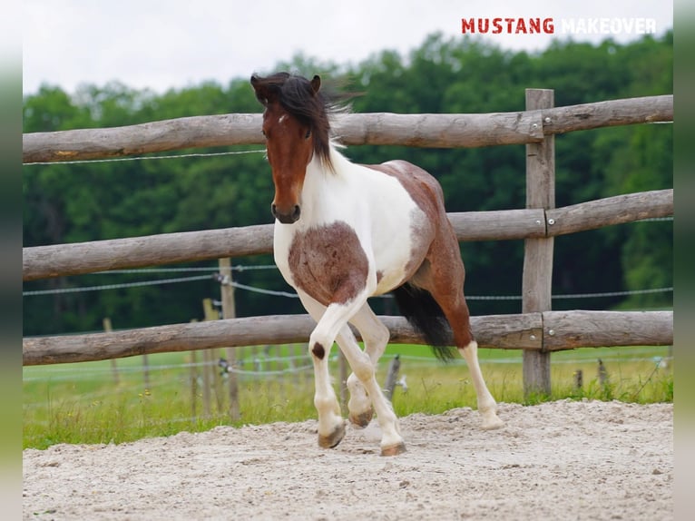 Mustang (amerikanisch) Wallach 4 Jahre 150 cm Schecke in Wasserlosen