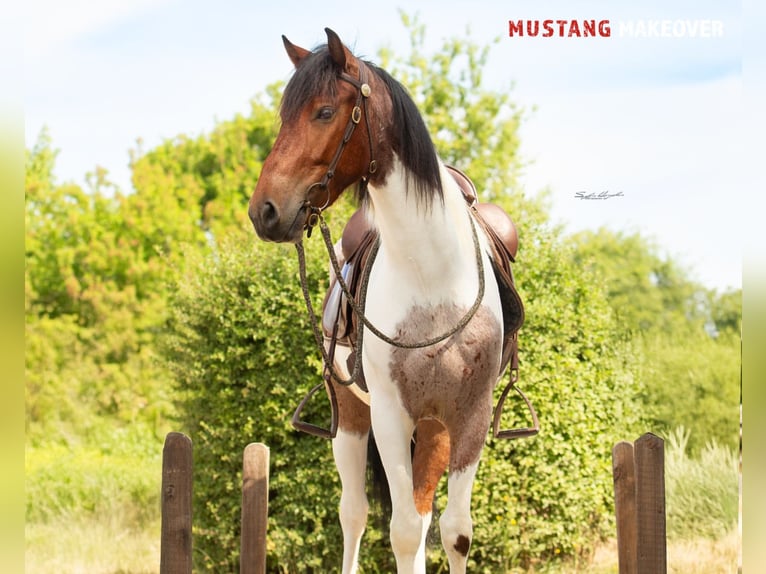 Mustang (amerikanisch) Wallach 4 Jahre 150 cm Schecke in Wasserlosen