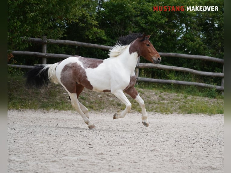 Mustang (amerikanisch) Wallach 4 Jahre 150 cm Schecke in Wasserlosen
