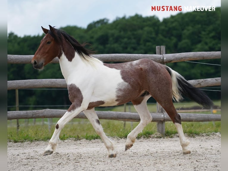 Mustang (amerikanisch) Wallach 4 Jahre 150 cm Schecke in Wasserlosen