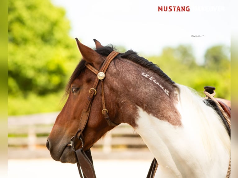 Mustang (amerikanisch) Wallach 4 Jahre 150 cm Schecke in Wasserlosen