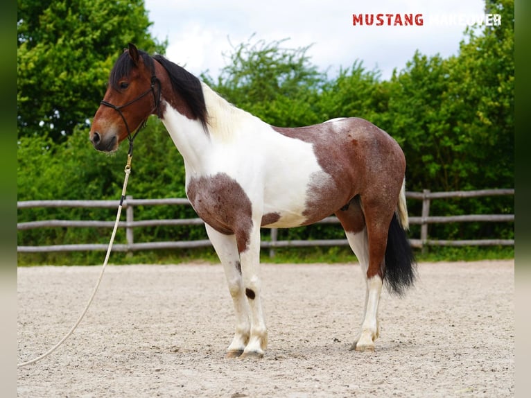 Mustang (amerikanisch) Wallach 4 Jahre 150 cm Schecke in Wasserlosen