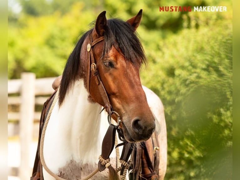 Mustang (amerikanisch) Wallach 4 Jahre 150 cm Schecke in Wasserlosen